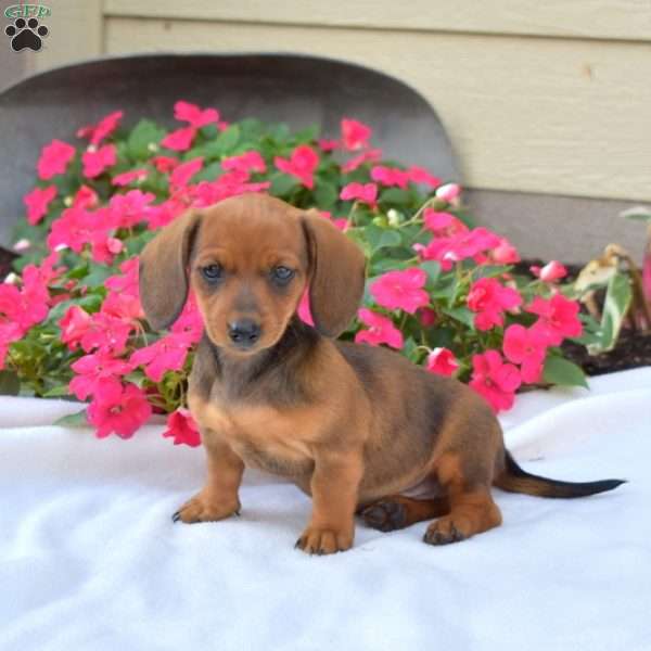 Petals-Mini, Dachshund Puppy