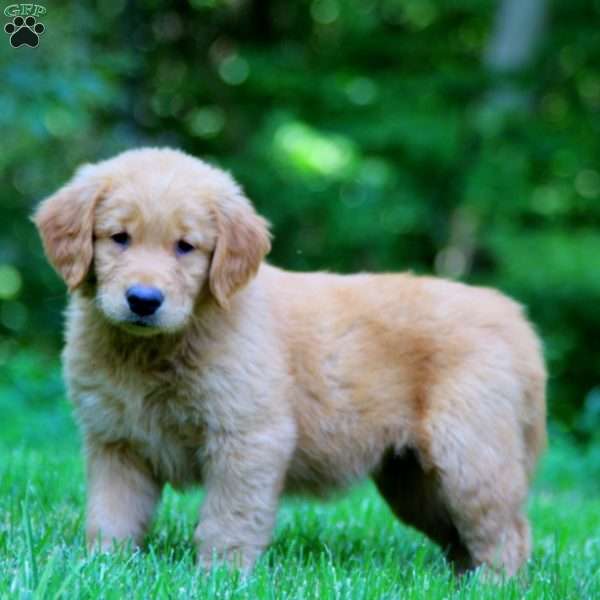 Petals, Golden Retriever Puppy