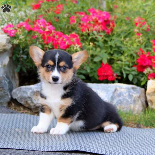 Petals, Pembroke Welsh Corgi Puppy