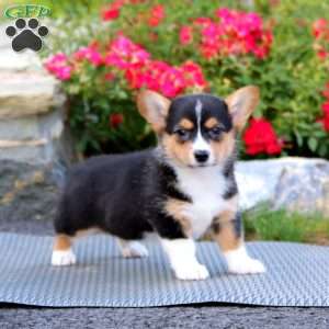 Petals, Pembroke Welsh Corgi Puppy