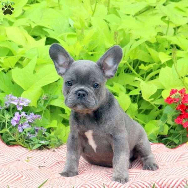 Pete, French Bulldog Puppy