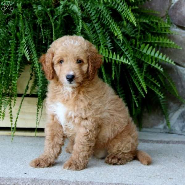 Pete, Mini Goldendoodle Puppy