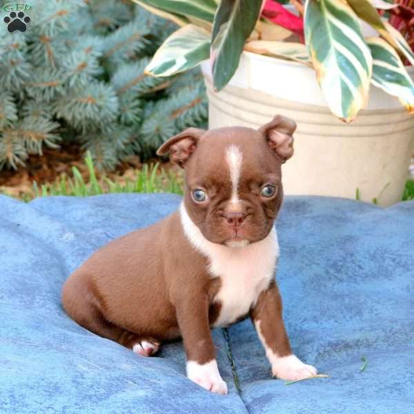 Peter, Boston Terrier Puppy