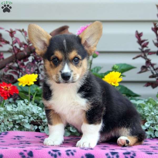 Peter, Pembroke Welsh Corgi Puppy