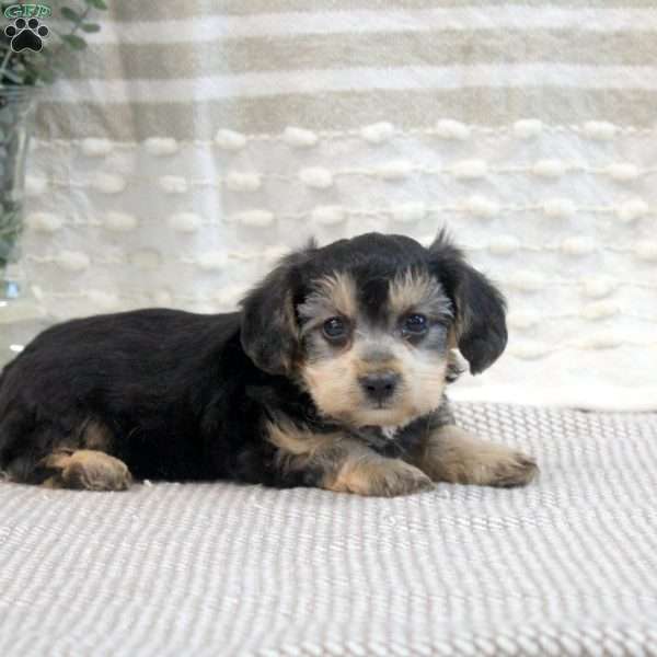 Peter, Yorkie-Chon Puppy