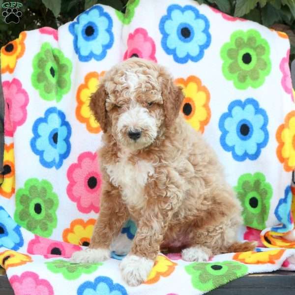 Petey, Mini Goldendoodle Puppy