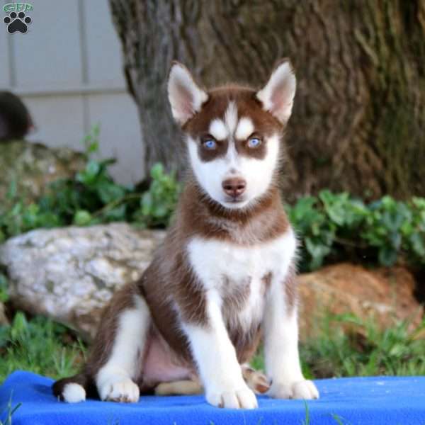 Peyton, Pomsky Puppy