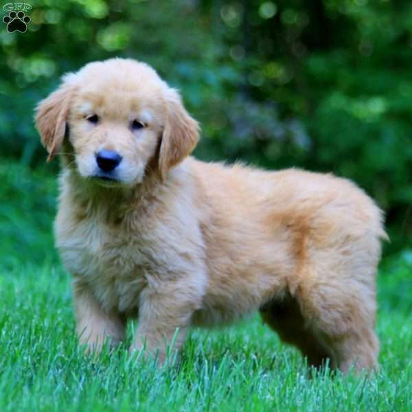 Peyton, Golden Retriever Puppy