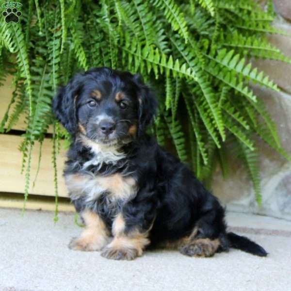 Peyton, Mini Goldendoodle Puppy