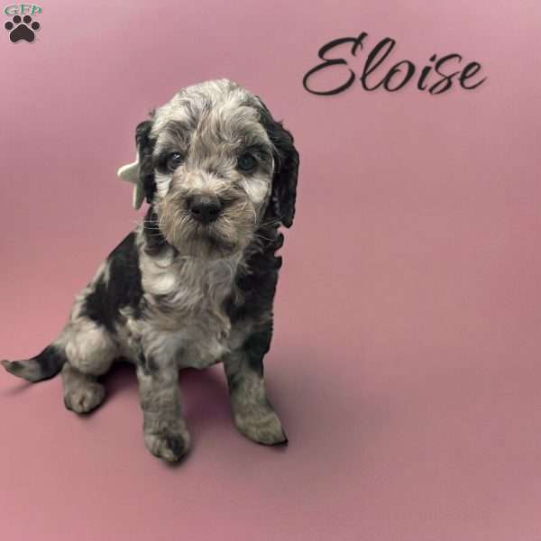 Eloise, Goldendoodle Puppy