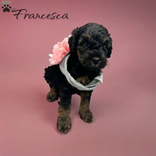 Francesca, Goldendoodle Puppy