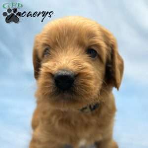 Jacaerys, Mini Goldendoodle Puppy