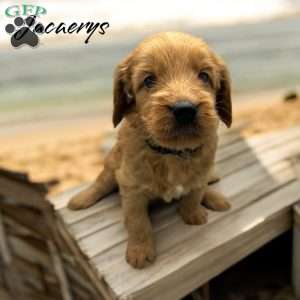 Jacaerys, Mini Goldendoodle Puppy