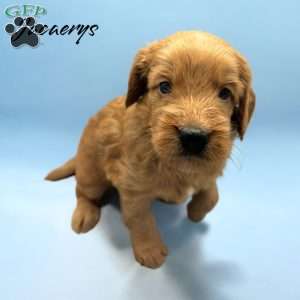 Jacaerys, Mini Goldendoodle Puppy