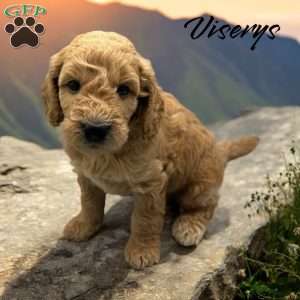 Vicerys, Mini Goldendoodle Puppy