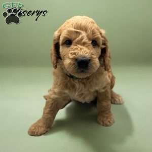 Vicerys, Mini Goldendoodle Puppy