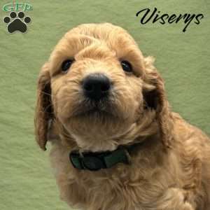 Vicerys, Mini Goldendoodle Puppy