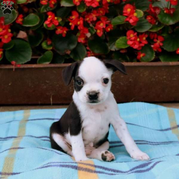 Pickles, Boston Terrier Mix Puppy