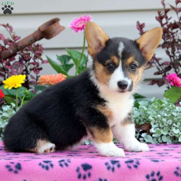 Pike, Pembroke Welsh Corgi Puppy