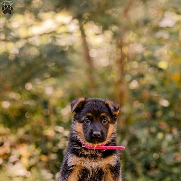 Dolly, German Shepherd Puppy