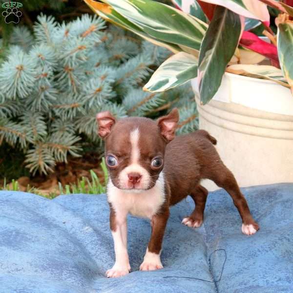 Pip, Boston Terrier Puppy