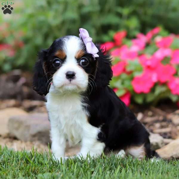 Piper, Cavalier King Charles Spaniel Puppy