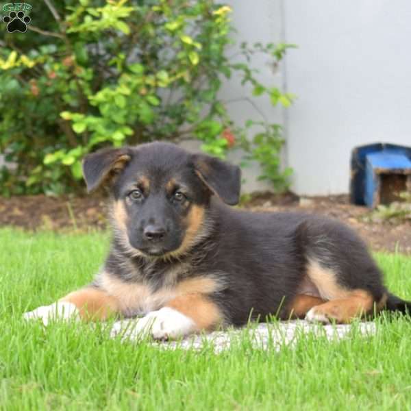 Piper, German Shepherd Mix Puppy