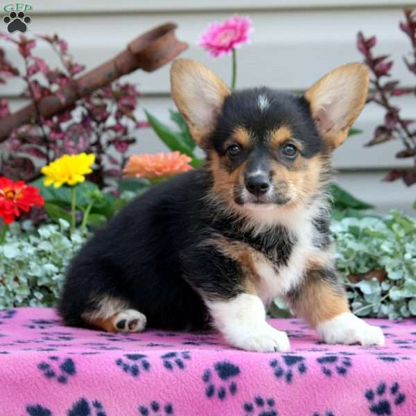 Piper, Pembroke Welsh Corgi Puppy