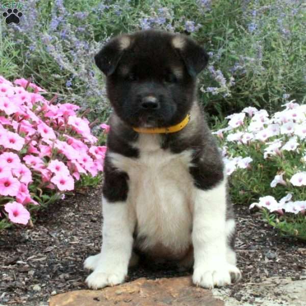 Piper, Akita Puppy