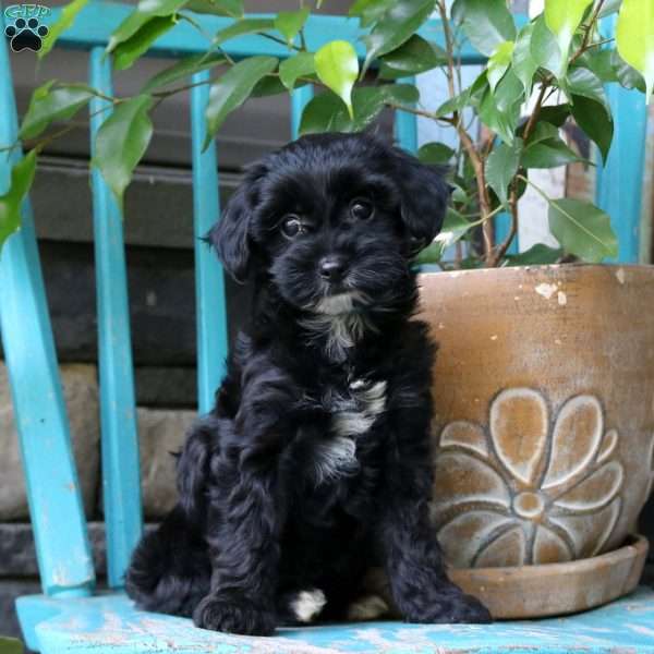 Piper, Yorkie Poo Puppy