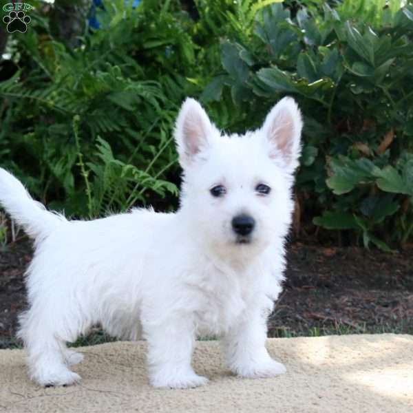 Piper, Westie Mix Puppy