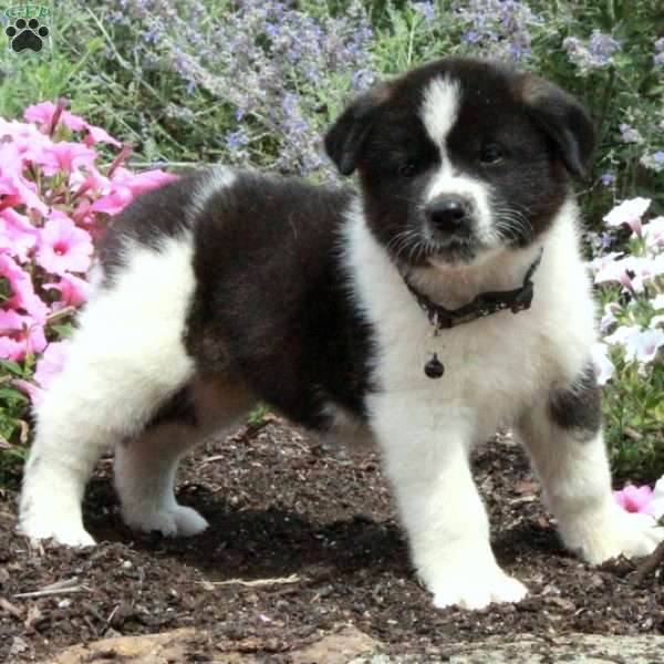 Pippa, Akita Puppy