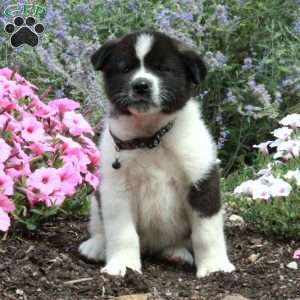 Pippa, Akita Puppy