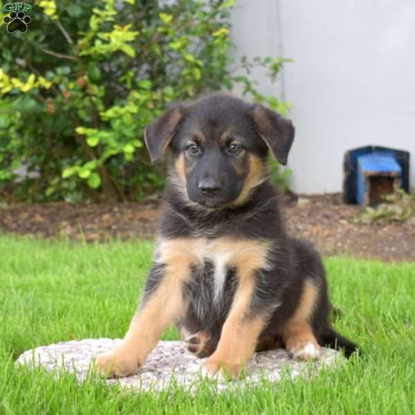 Pixie, German Shepherd Mix Puppy