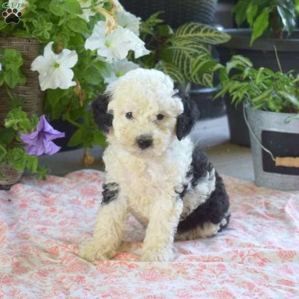 Pixie, Mini Bernedoodle Puppy