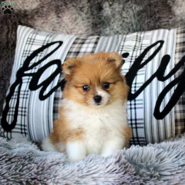 Pixie, Pomeranian Puppy