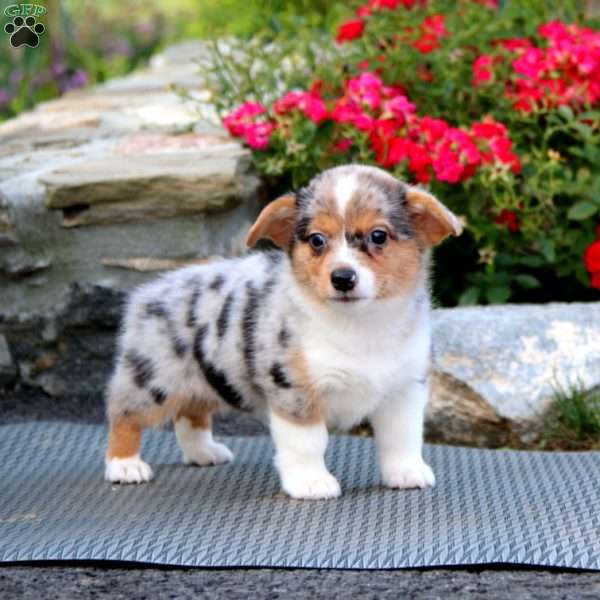 Pluma, Pembroke Welsh Corgi Puppy