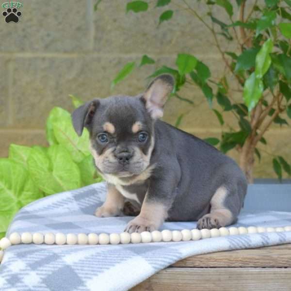 Pluto, French Bulldog Puppy