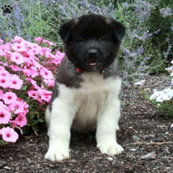 Poe, Akita Puppy