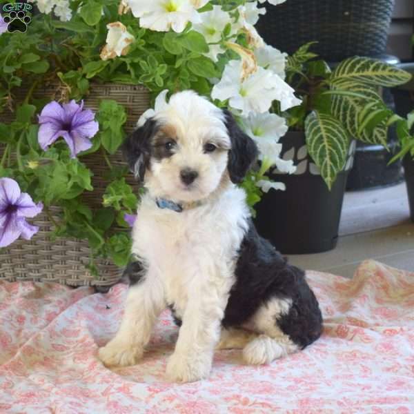 Polly, Mini Bernedoodle Puppy