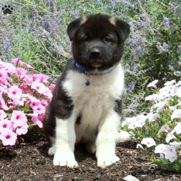 Polly, Akita Puppy