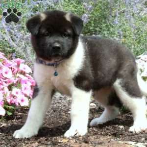 Polly, Akita Puppy