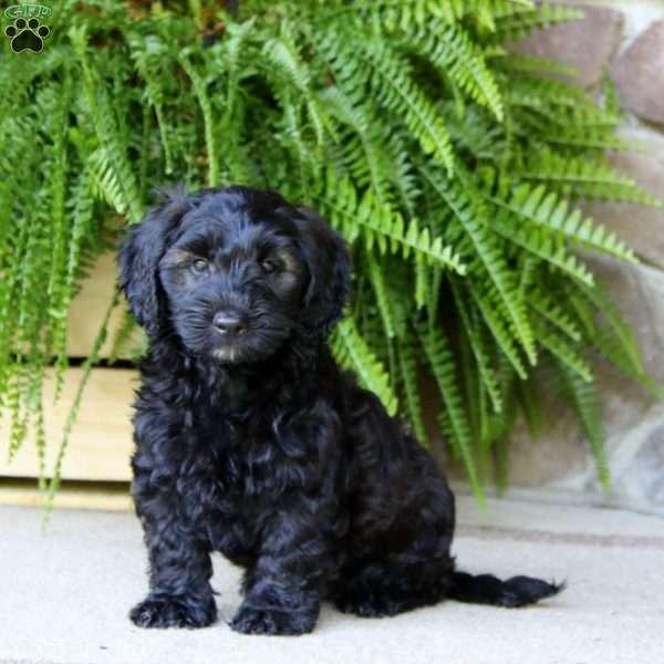 Poncho, Mini Goldendoodle Puppy