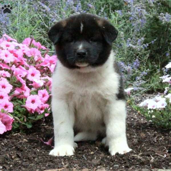 Poppy, Akita Puppy