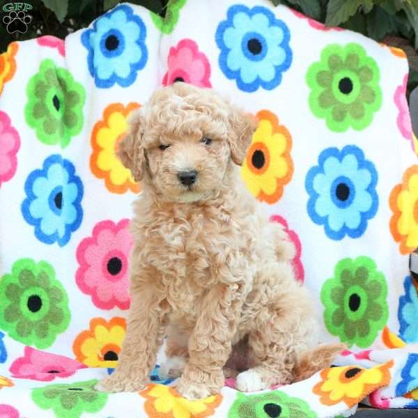 Poppy, Mini Goldendoodle Puppy