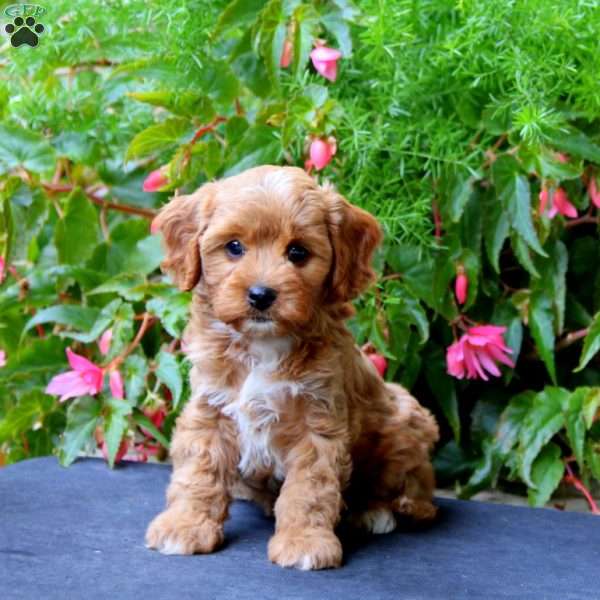 Poppy, Cavapoo Puppy