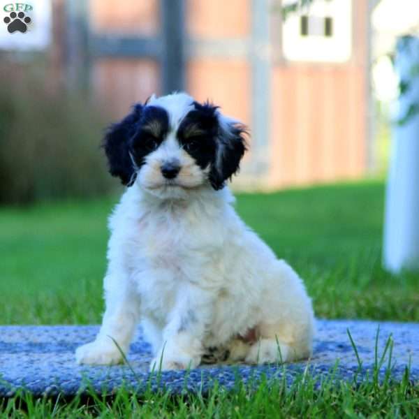 Poppy, Cockapoo Puppy