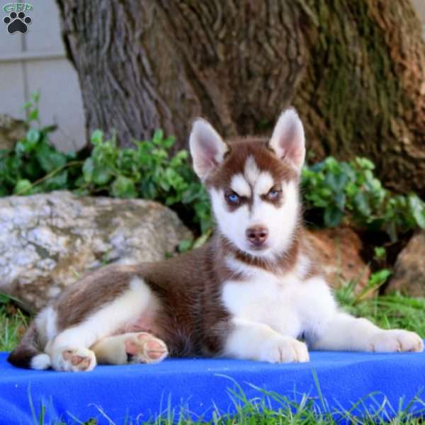 Poppy, Pomsky Puppy