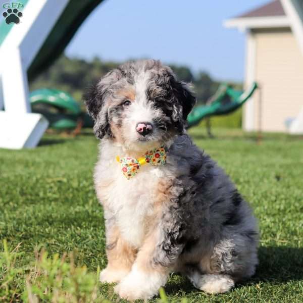 Porter, Mini Bernedoodle Puppy