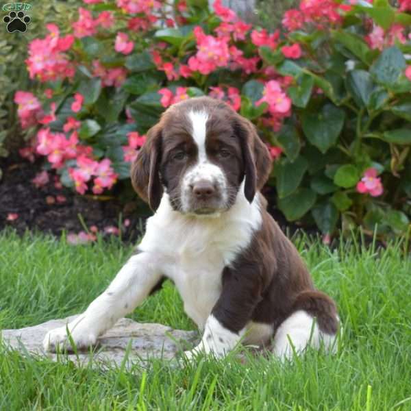 Porter, English Springer Spaniel Puppy